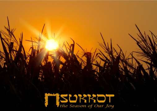 sunrise over corn field